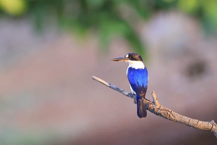 Fogg Dam Wetlands & Humpty Doo Wildlife Tour from Darwin photo 2