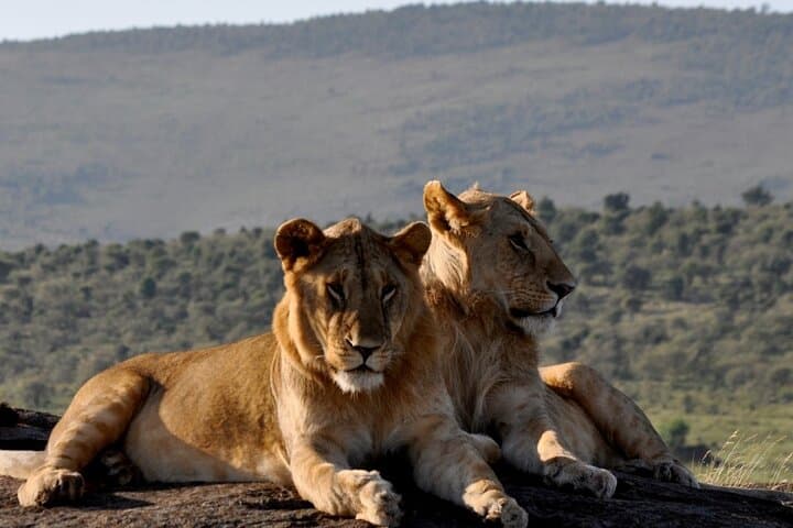 3-Day Solio Ranch & Aberdares Safari — Rhino Tracking, Mt. Kenya Views, and Classic Game Drives photo 4