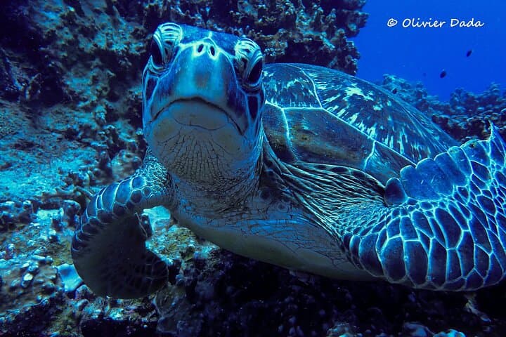 Mauritius Discover Scuba: Your First Bubbles Off Grand Baie