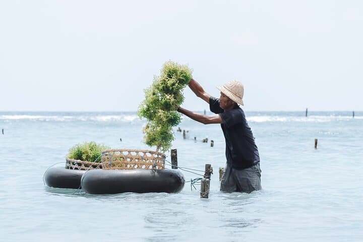 Seven Days of Conservation and Snorkeling: Nusa Penida Ecotourism Program photo 6