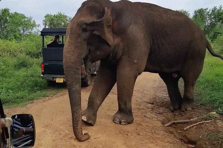 Udawalawe Safari from Tangalle — Full-Day Asian Elephant Safari photo 3