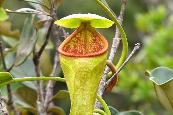 Sinharaja Rainforest Day Tour from Bentota — Guided Trek, Endemic Wildlife & Local Lunch photo 2