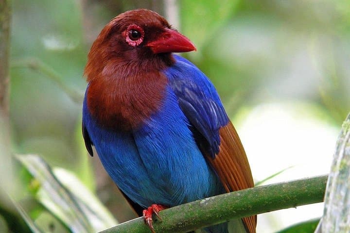 Sinharaja Rainforest Day Tour from Bentota — Guided Trek, Endemic Wildlife & Local Lunch photo 3