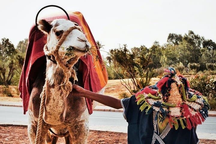 Tangier Full-Day Private Tour from Cruise Port — Camel Ride, Caves & Medina photo 1