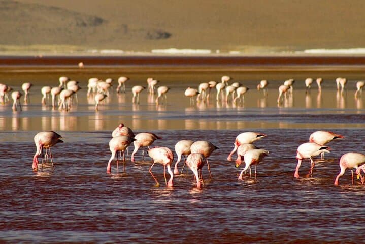 Traverse Bolivia: 6-Day Private La Paz Tour to Uyuni, Lake Titicaca & Tiwanaku photo 6