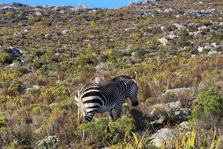 Cape of Good Hope & Boulders Beach Penguins — Full-Day Cape Town Scenic Tour photo 3