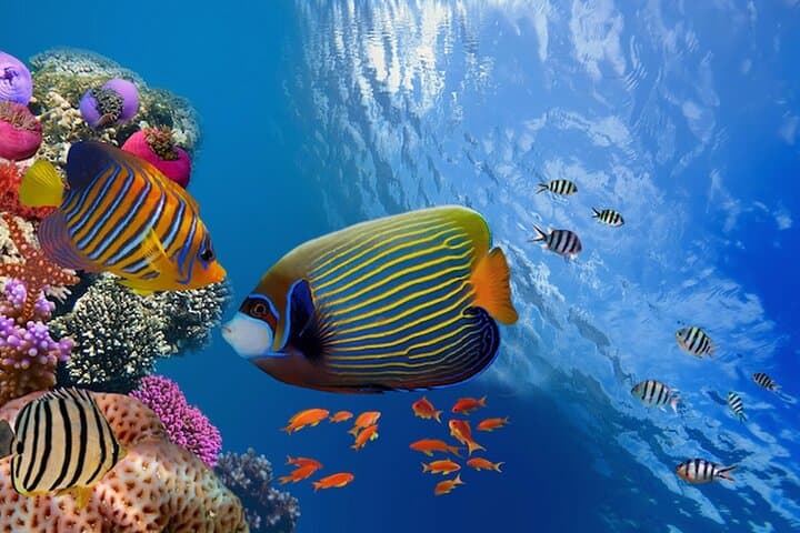 Dolphin House Snorkel & Intro Dive at Samadai Reef — Marsa Alam Red Sea Adventure photo 5