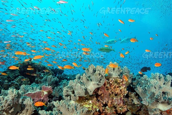 Dolphin House Snorkel & Intro Dive at Samadai Reef — Marsa Alam Red Sea Adventure photo 6