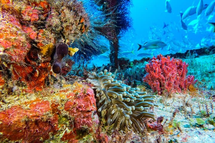Isla Mujeres Two-Tank Drift Reef Dive — Guided Drift Reef Scuba Adventure