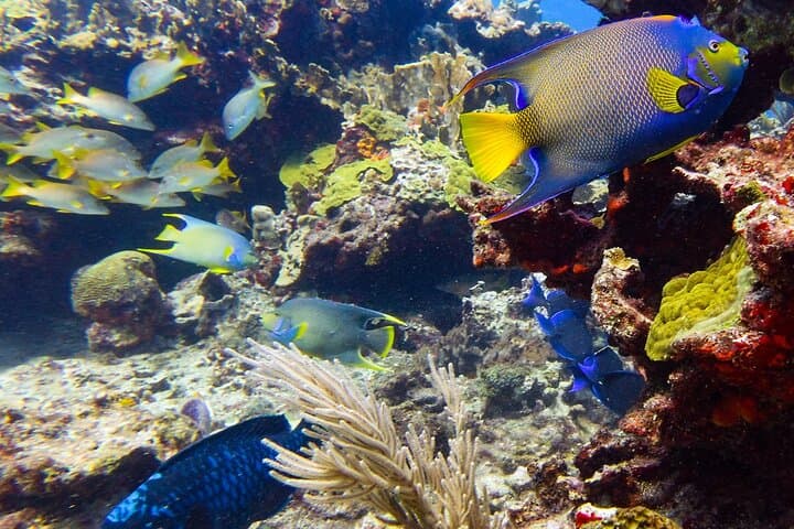 Isla Mujeres Two-Tank Drift Reef Dive — Guided Drift Reef Scuba Adventure photo 2