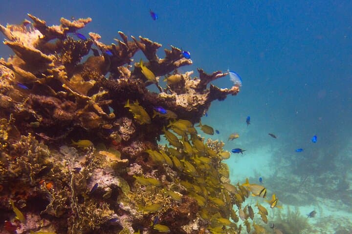 Isla Mujeres Two-Tank Drift Reef Dive — Guided Drift Reef Scuba Adventure photo 3