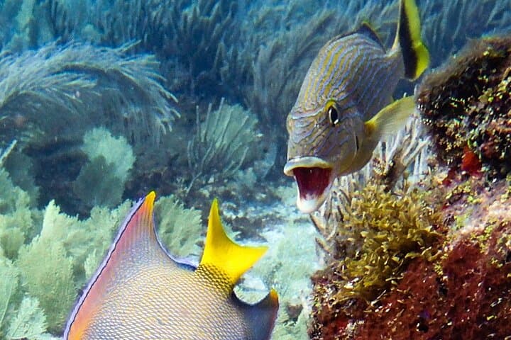 Isla Mujeres Two-Tank Drift Reef Dive — Guided Drift Reef Scuba Adventure photo 4