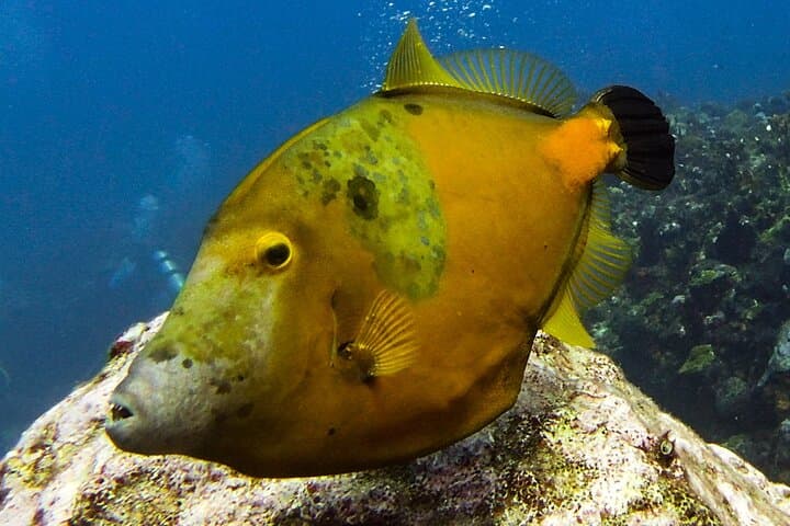 Isla Mujeres Two-Tank Drift Reef Dive — Guided Drift Reef Scuba Adventure photo 5