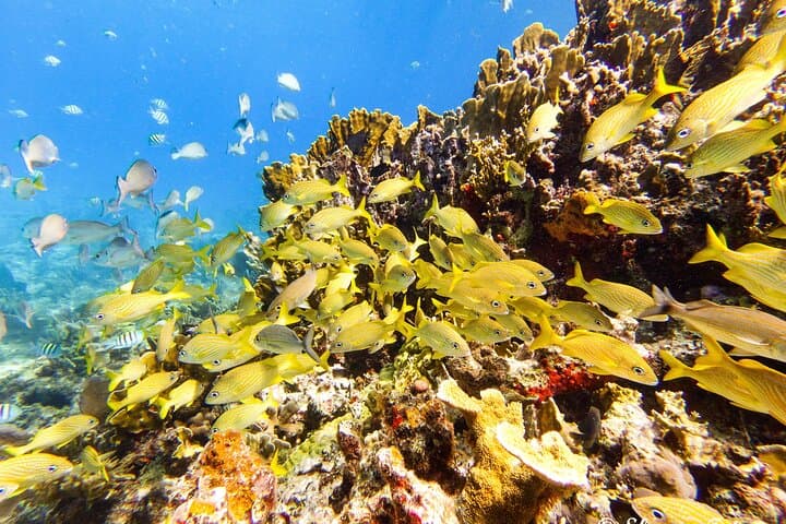 Isla Mujeres Two-Tank Drift Reef Dive — Guided Drift Reef Scuba Adventure photo 6