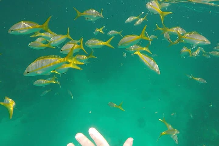 Private 3‑Hour Snorkel Cruise from Marathon, Florida — Sombrero Reef & Sandbar photo 2