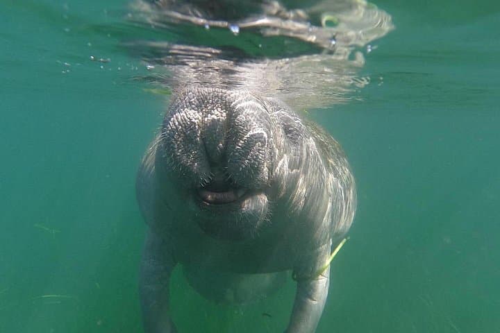 Private Manatee Swim in Crystal River: Heated Boat, In-Water Guide & Free Photos photo 2
