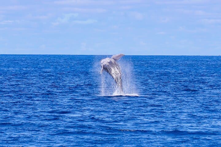 Waikiki Whale Watching Cruise: Hula, Hydrophones & Diamond Head Views photo 3