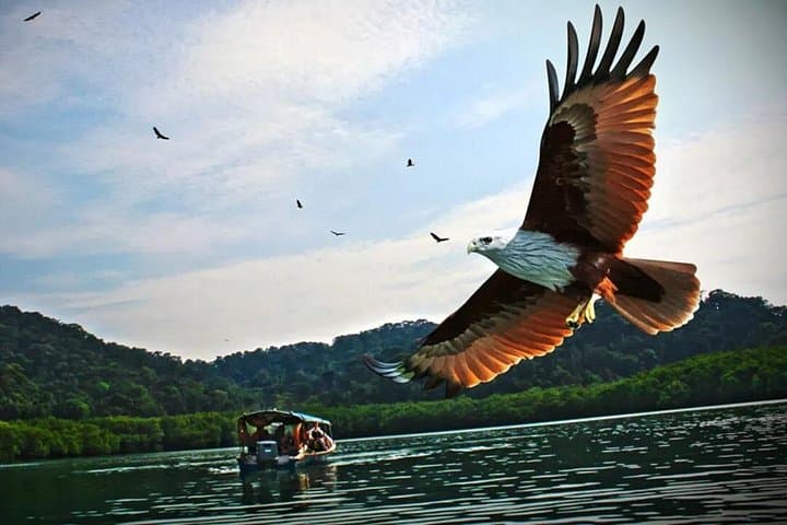 Langkawi Southern Island Geopark: Private Eagle-Watching & Island Hopping Tour photo 2