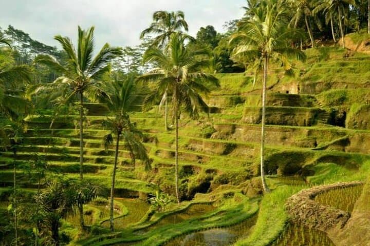 Ubud Spring Temple, Waterfall & Rice Terraces Private Day Tour photo 3