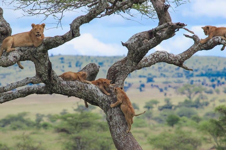 Kilimanjaro Machame Route: 7-Day Summit Trek Guide photo 4