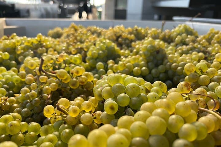 Willamette Valley Private Wine Tour: Best Wines & Views Full-Day Experience photo 2