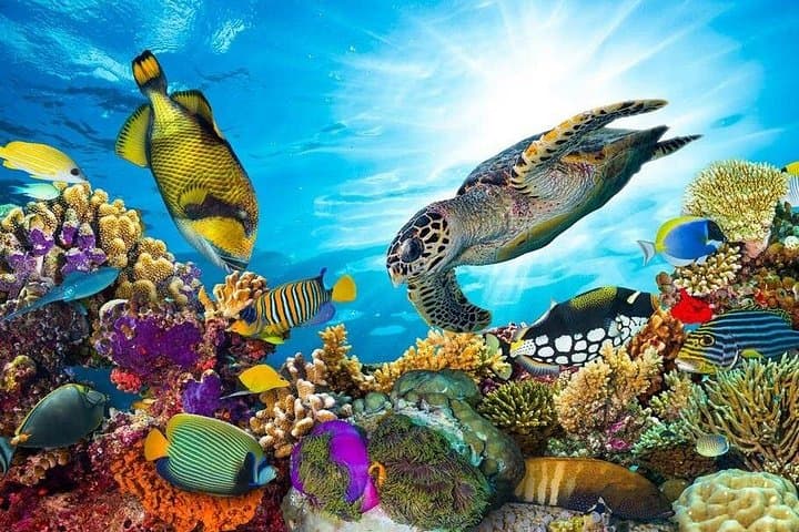 Sharm El Naga Full-Day Snorkeling from Hurghada — Coral Reefs & Sandy Bays photo 1