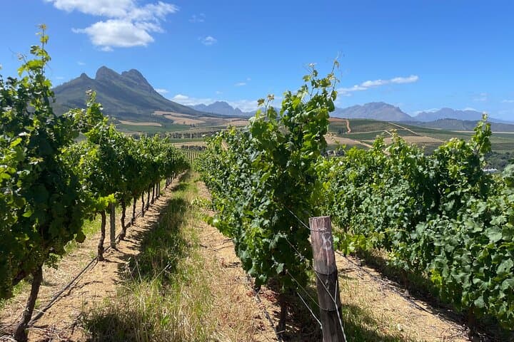Full-Day Stellenbosch Wine Tour: Private Jeep Tastings, Oak-Tree Picnic & Valley Views photo 4