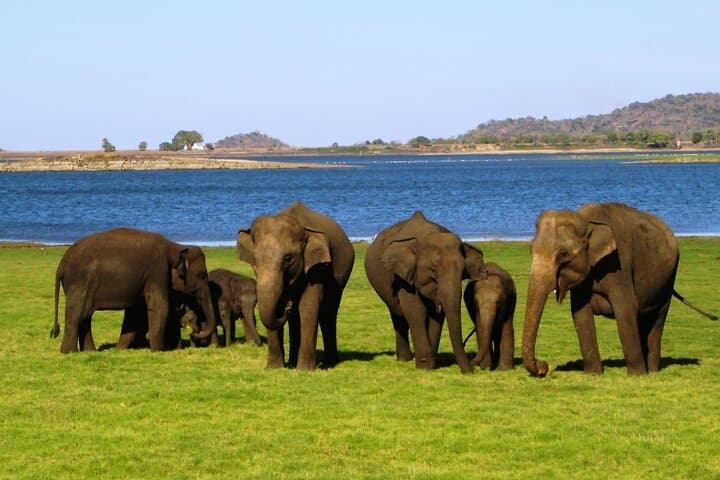Yala National Park Half-Day Safari from Colombo — Leopard & Elephant Game Drive photo 2