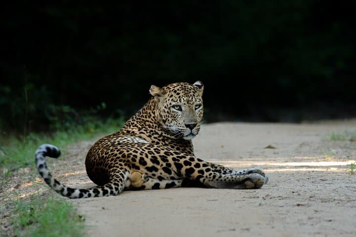 Yala National Park Half-Day Safari from Colombo — Leopard & Elephant Game Drive photo 3