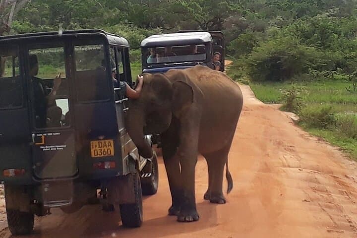 Yala National Park Half-Day Safari from Colombo — Leopard & Elephant Game Drive photo 4