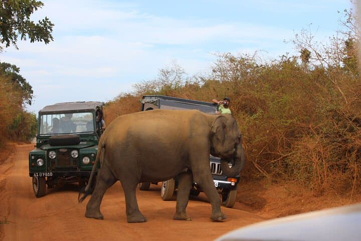 Yala National Park Half-Day Safari from Colombo — Leopard & Elephant Game Drive photo 5