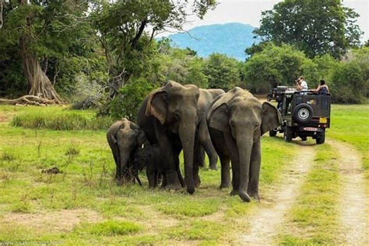 Yala National Park Half-Day Safari from Colombo — Leopard & Elephant Game Drive photo 6