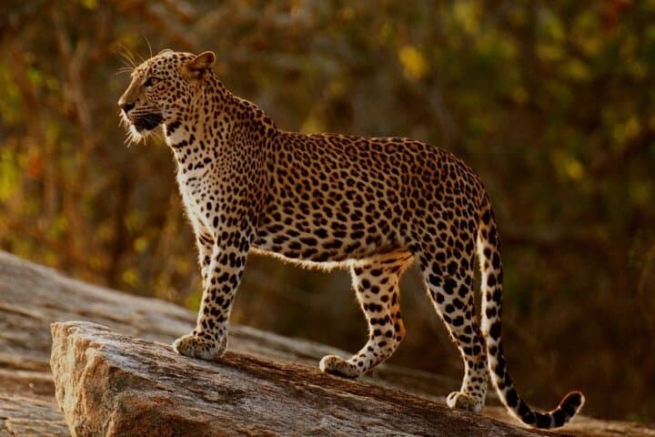 Yala National Park Half-Day Safari from Colombo — Leopard & Elephant Game Drive