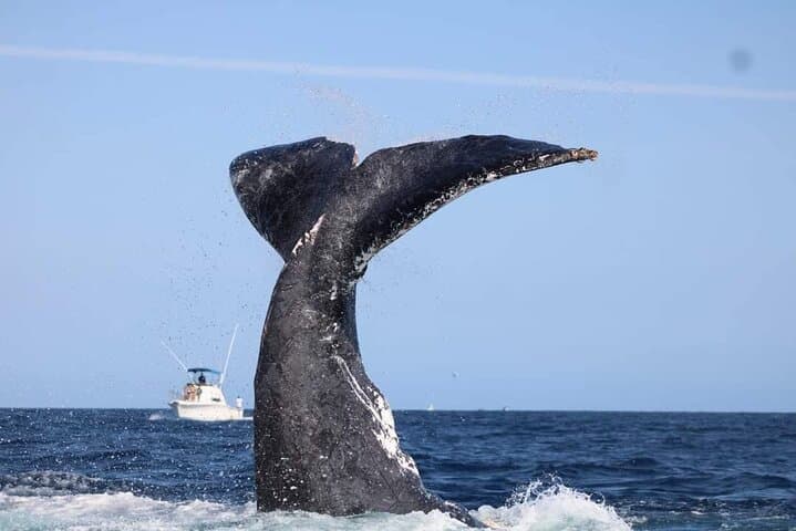 Cabo Whale Watching: Kraken Chase & Cabo Arch Boat Tour photo 6