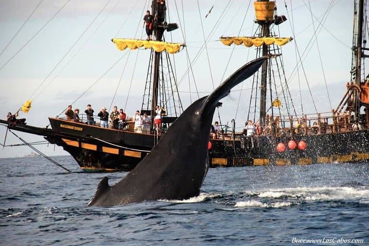 Cabo Whale Watching: Kraken Chase & Cabo Arch Boat Tour photo 2