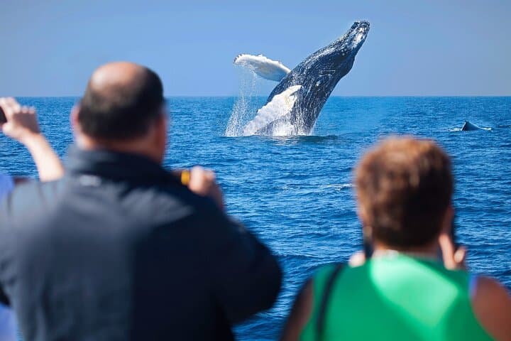 Cabo Whale Watching: Kraken Chase & Cabo Arch Boat Tour photo 3