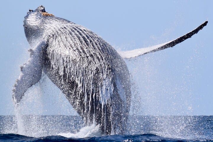 Cabo San Lucas Whale Watching by Double‑Decker Catamaran — El Arco Views & Breakfast photo 4