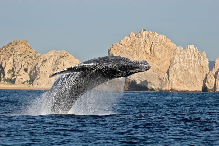 Cabo Whale Watching: Kraken Chase & Cabo Arch Boat Tour photo 5