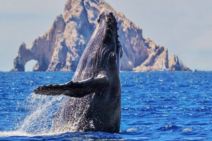Cabo Whale Watching: Kraken Chase & Cabo Arch Boat Tour