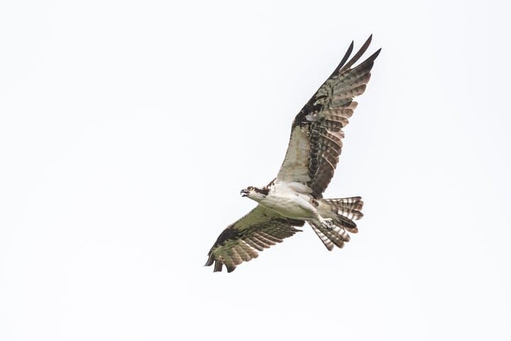 Mazatlán Bird Watching Tour: Private 4–5 Hour Birding Experience photo 3