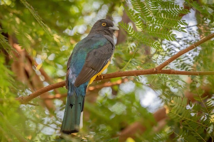 Mazatlán Bird Watching Tour: Private 4–5 Hour Birding Experience photo 2