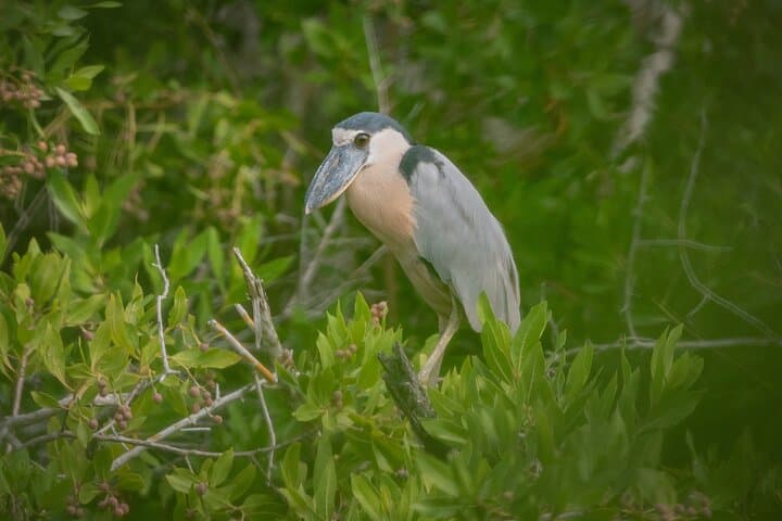 Mazatlán Bird Watching Tour: Private 4–5 Hour Birding Experience photo 5