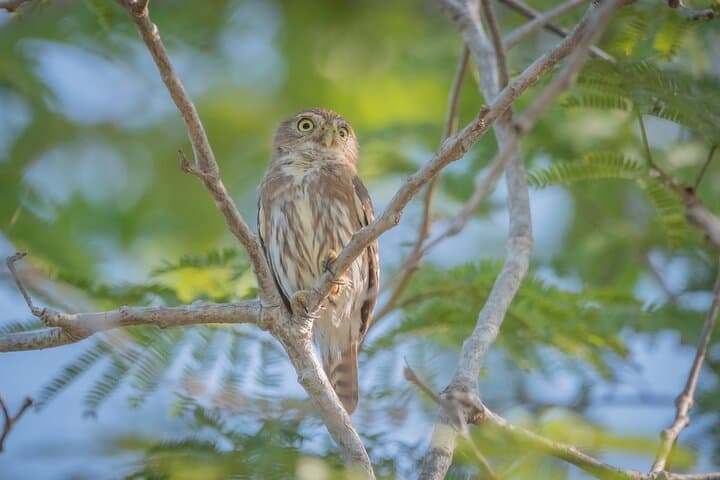 Mazatlán Bird Watching Tour: Private 4–5 Hour Birding Experience photo 4