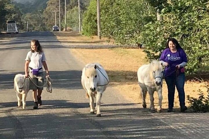 Pony Walking Adventure at Fagan Park — 4 km Bridleway Walk with Friendly Ponies photo 3