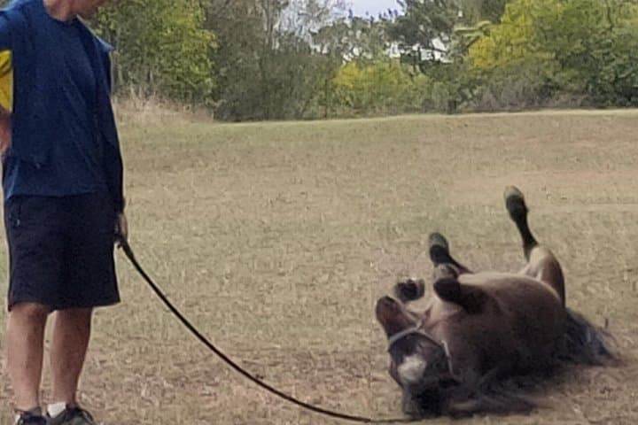 Pony Walking Adventure at Fagan Park — 4 km Bridleway Walk with Friendly Ponies photo 4