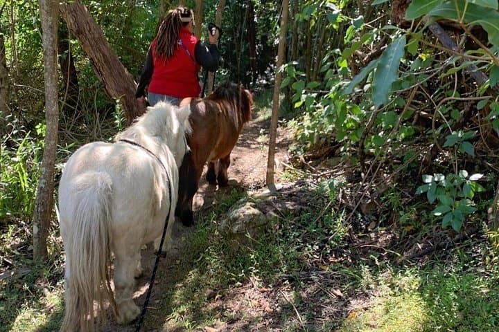 Pony Walking Adventure at Fagan Park — 4 km Bridleway Walk with Friendly Ponies photo 2