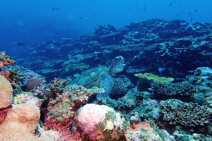 Snorkel Ishigaki Blue Cave & Phantom Island — Half-Day Eco Tour photo 3