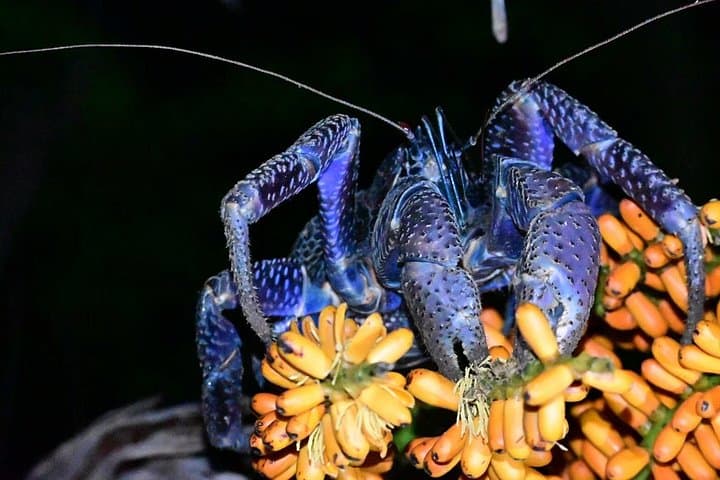 Ishigaki Night Jungle and Starry Sky Tour — Okinawa Subtropical Night Walk photo 4