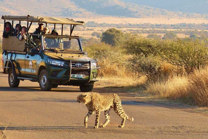 3-Hour Pilanesberg Safari Game Drive from Sun City — Big Five in an Open-Top Vehicle photo 1