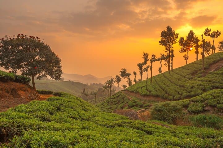 Munnar Day Tour from Kochi: Tea Gardens, Waterfalls & Mattupetty Dam photo 2